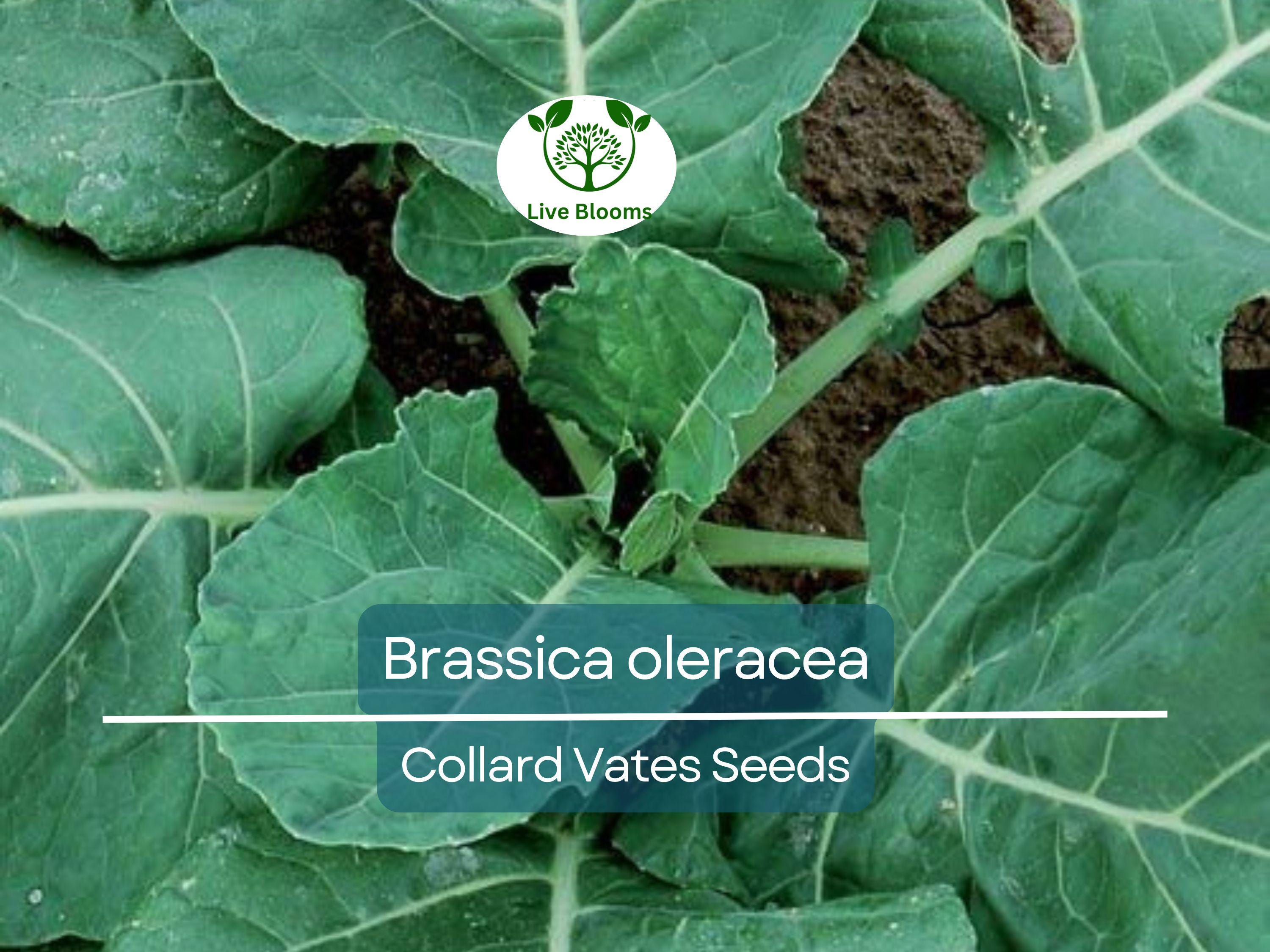 300 Seeds Collard Vates – Brassica oleracea | Heirloom Collard Greens for Planting, Gardening & Nutritious Harvests