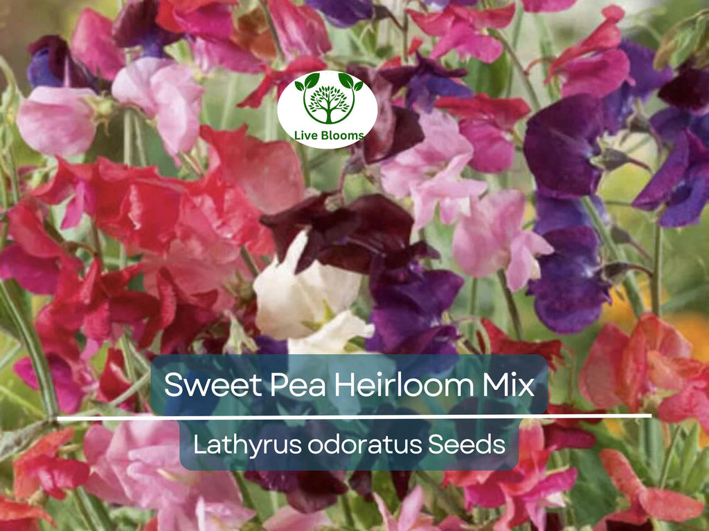 20 Seeds Sweet Pea Heirloom Flower Mix, Lathyrus Fragrant Climbing Vine, Non-GMO, Aromatic Garden Flowers, Easy to Grow
