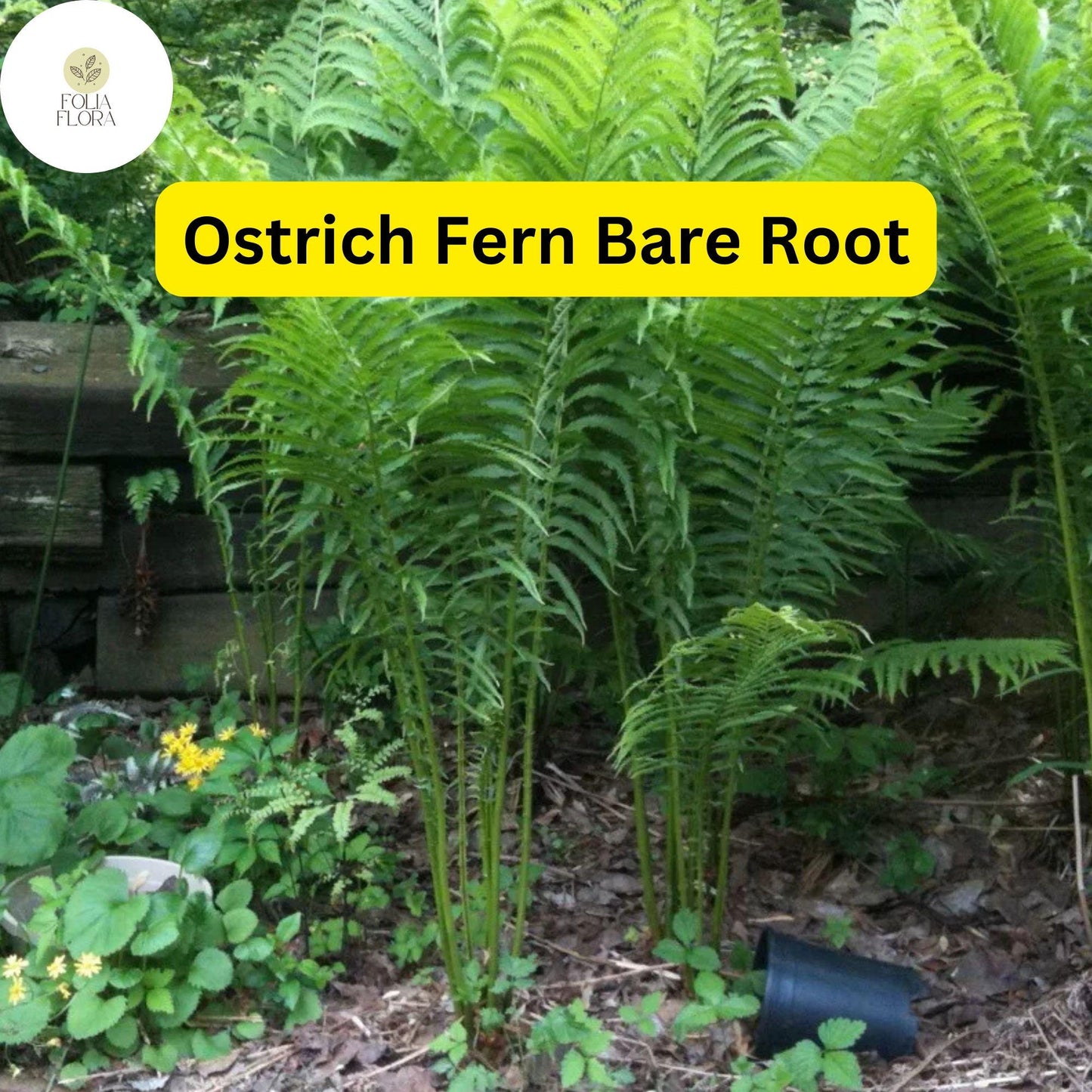 10 Ostrich Ferns, Matteuccia struthiopteris, Bare Root Perennial Shade Plants, Native Woodland Garden