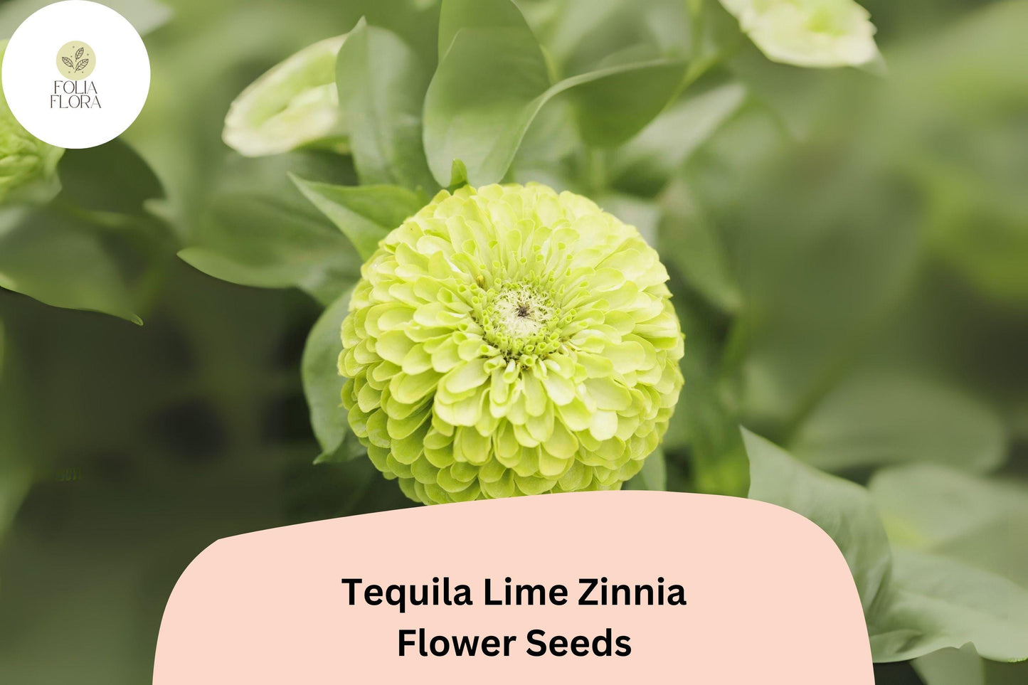 100+ Tequila Lime Zinnia Seeds | Vibrant Lime Green Blooms | Compact Garden Annual Flowers, Easy Grow, Cut Flower Variety