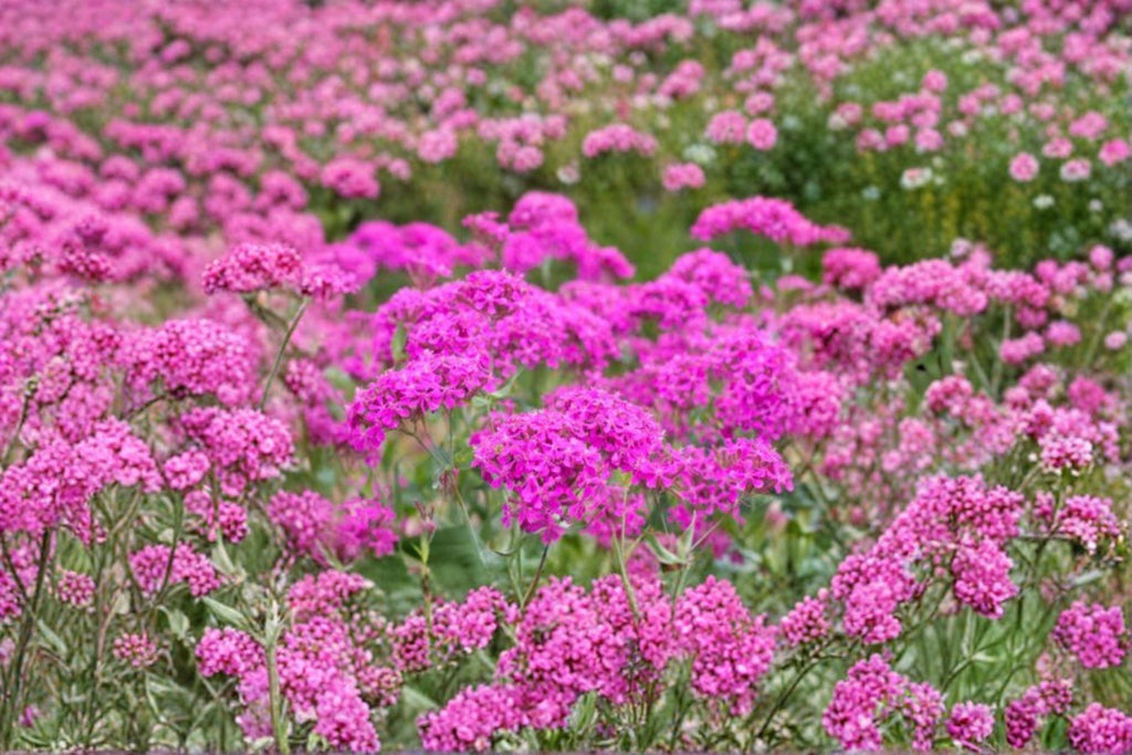 Catchfly – Silene armeria | 100 Seeds | Sweet William Catchfly | Bright Pink Blooms