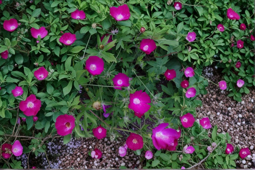 Callirhoe involucrata/Purple Poppy Mallow – 10 Seeds | Native Groundcover Perennial | Drought-Tolerant | Long-Blooming Wildflower