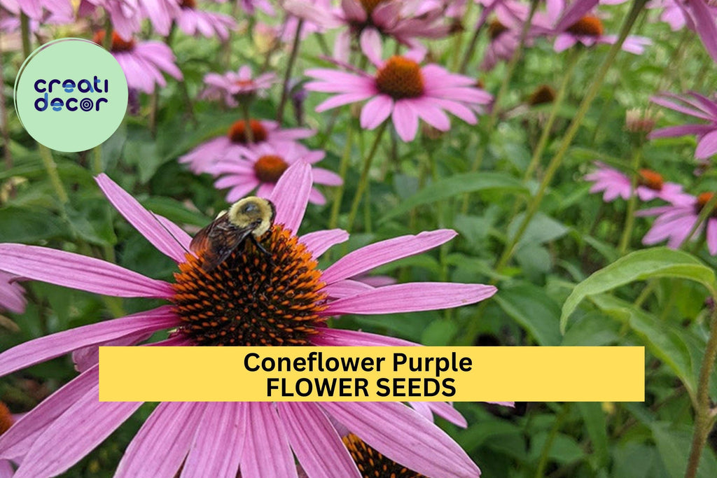 3pcs of 500mg Purple Coneflower Seeds – Native Perennial for Pollinators, Wildflower Gardens & Summer Floral Displays Seeds for Planting
