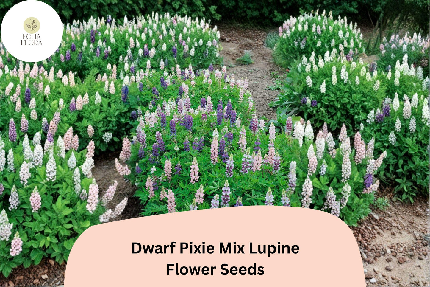 25+ Dwarf Pixie Mix Lupine Seeds | Lupinus nanus | Compact Mixed Colors