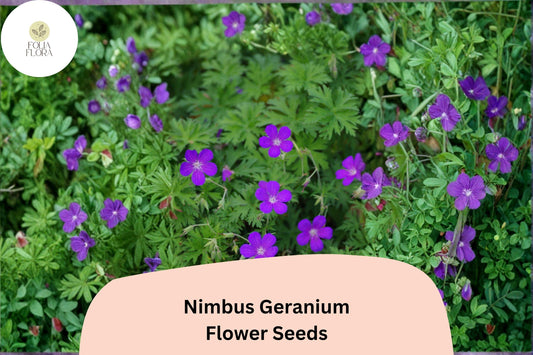 25+ Nimbus Geranium Seeds | Hardy Perennial | Soft Purple Blooms for Garden Borders & Cottage Gardens