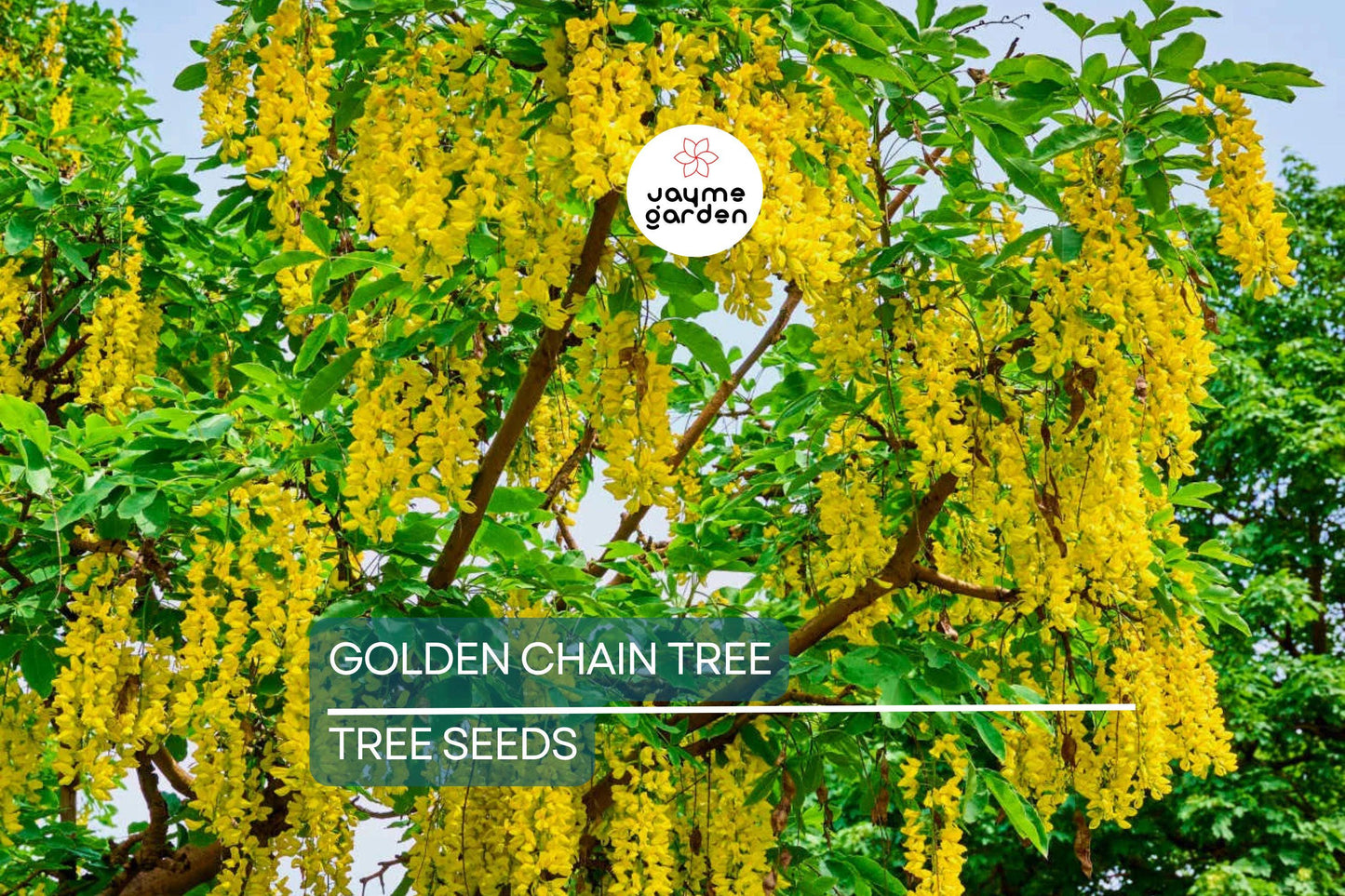 10 Golden Chain Tree Seeds (Laburnum anagyroides) – Wisteria-Like Golden-Yellow Flowers, Fast-Growing, USDA Zones 5-7, Fragrant Blooms