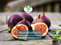 1 Ficus "Black Mission" Fig Tree Starter Plant - Hardy, Healthy, Fresh Ficus Carica, Indoor/Outdoor, Delicious Fruit, Home Garden, Edible