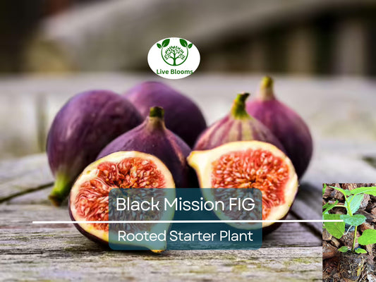 1 Ficus "Black Mission" Fig Tree Starter Plant - Hardy, Healthy, Fresh Ficus Carica, Indoor/Outdoor, Delicious Fruit, Home Garden, Edible