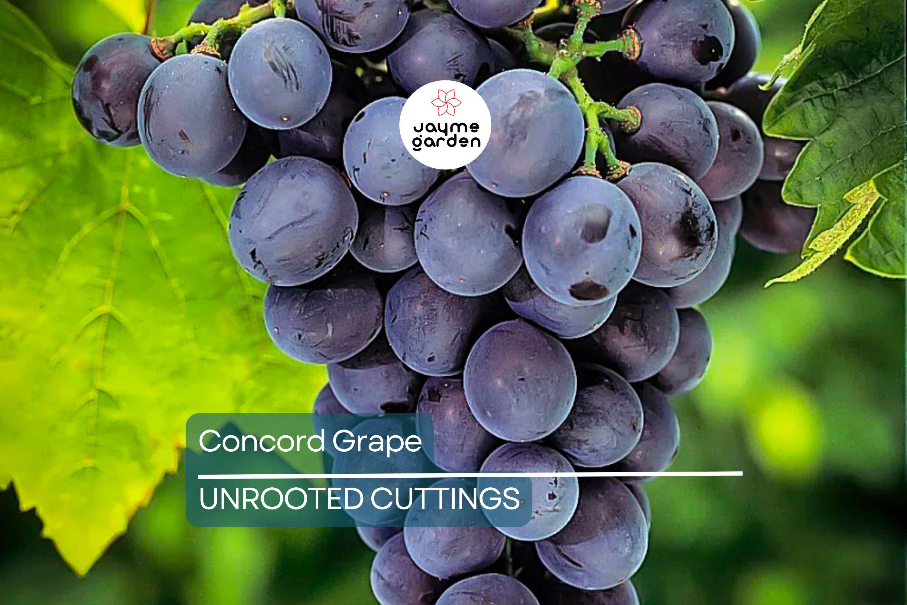 Organic Concord Grape Cuttings - 12+ Hardy, Perennial Vine for Rooting, Perfect for Jam and Juice