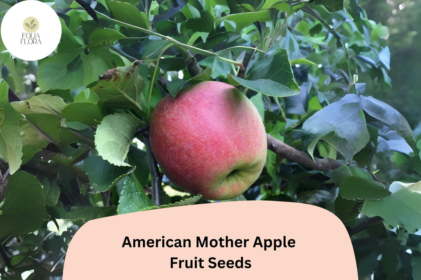 25+ American Mother Apple Seeds | Heirloom Dessert Apple | Malus domestica | Rare Antique Variety | Grow Fruit Tree from Seed