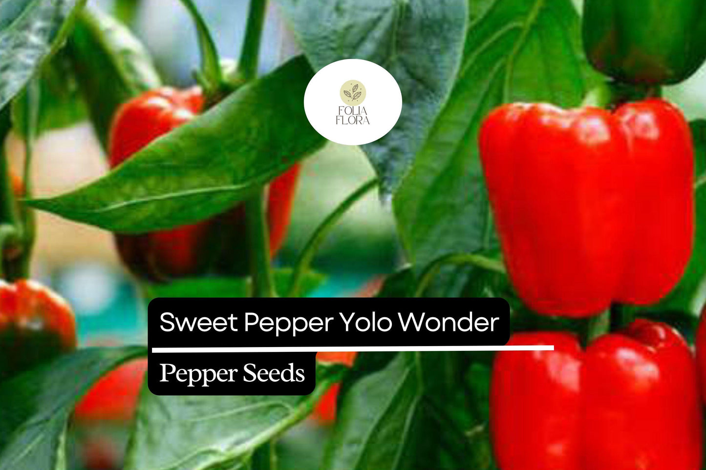 25 Sweet Yolo Wonder L Pepper Seeds – Capsicum annuum – Red Bell Pepper, Heirloom, Non-GMO, Sweet & Crisp Flavor