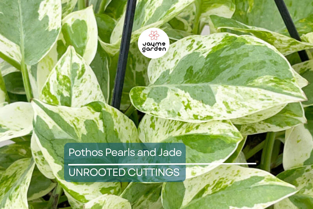 Pothos Pearls and Jade – 3 Cuttings, Variegated Devil’s Ivy, Easy Indoor Houseplant
