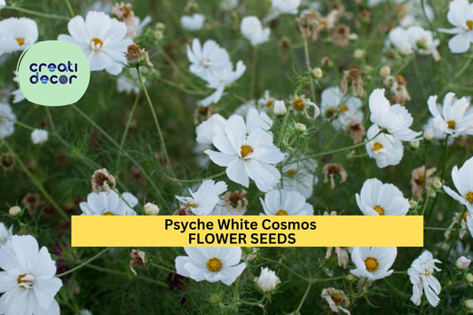 200+ Psyche White Cosmos Seeds – Frilly Double White Blooms for Garden Planting, Cottage-Style Annuals for Beds & Pollinators – USA