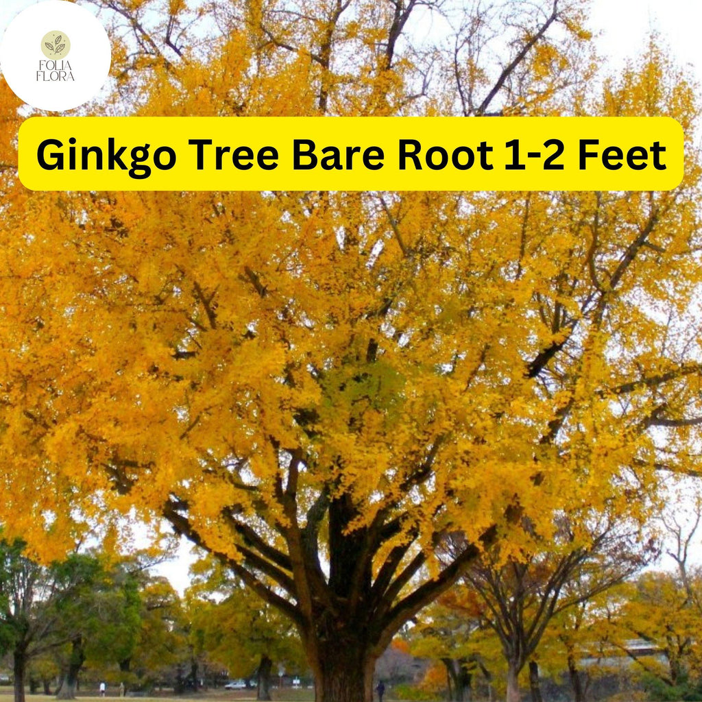 1 Ginkgo Tree (Ginkgo biloba) – Live Bare Root Plant 1-2 Feet