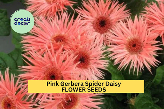 50+ Pink Gerbera Spider Daisy Seeds – Unique Spiky Petal Blooms for Garden Planting, Bold Flowers for Borders & Bouquets – USA
