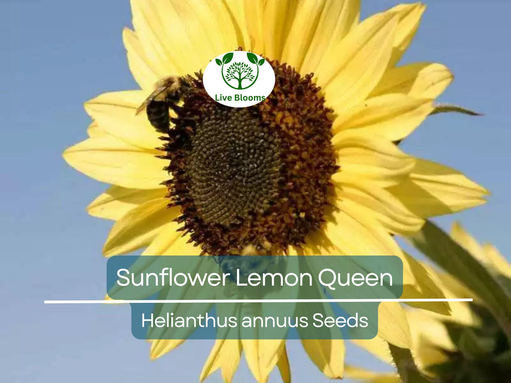 100 Sunflower Seeds - Lemon Queen | Helianthus annuus | Non-GMO, Cut Flower, Branching, Multiple Blooms, Pollinator Favorite