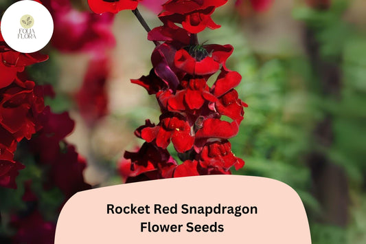 Antirrhinum majus Rocket Red Snapdragon Seeds – 1000+ Bold Red Blooms for Garden & Cut Flowers