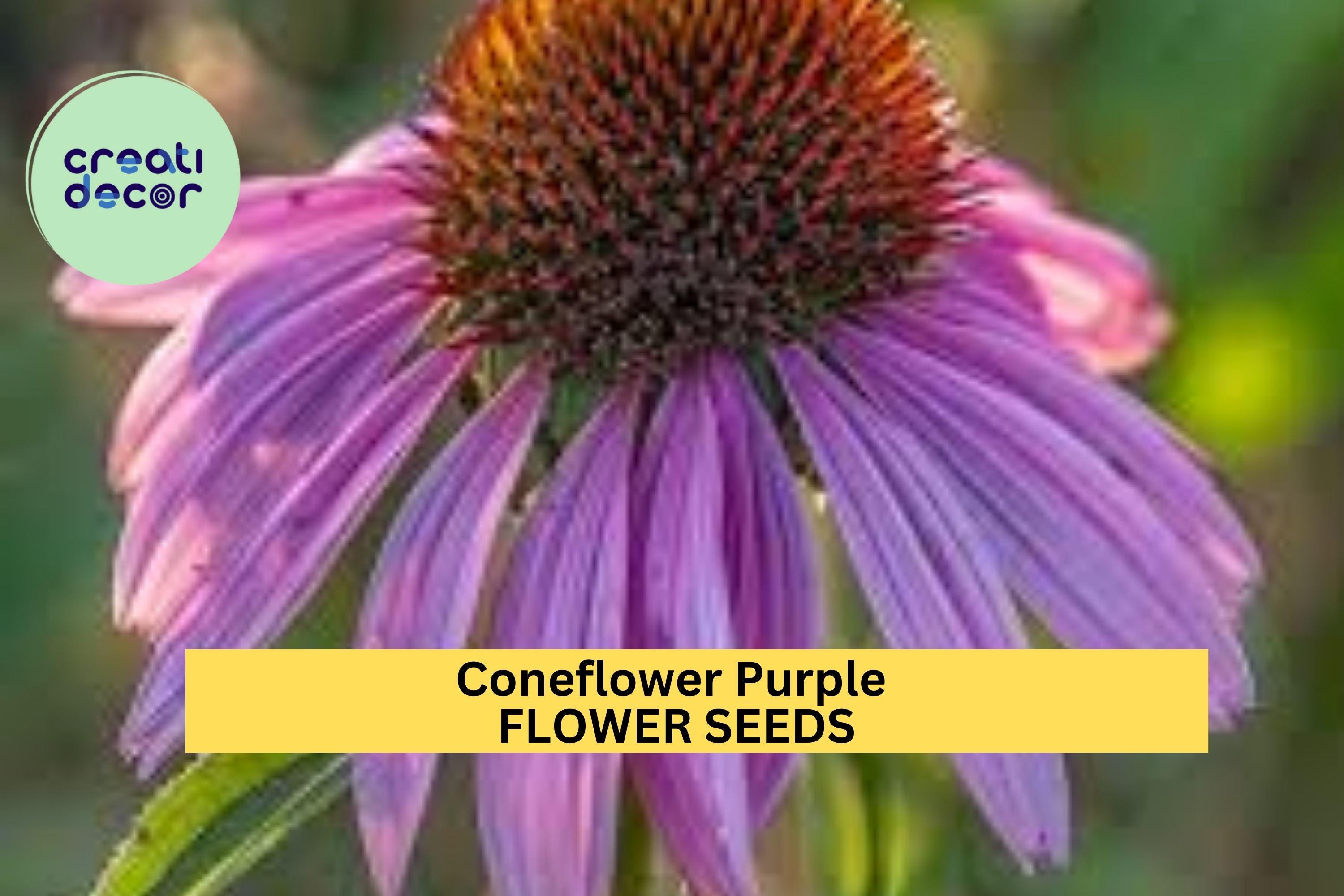 3pcs of 500mg Purple Coneflower Seeds – Native Perennial for Pollinators, Wildflower Gardens & Summer Floral Displays Seeds for Planting