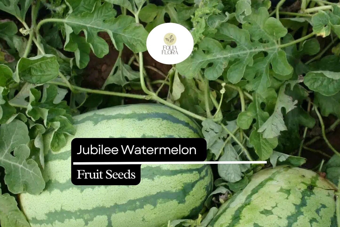 5 Seeds Jubilee Watermelon (Citrullus lanatus) – Sweet, Juicy, Striped Heirloom Variety