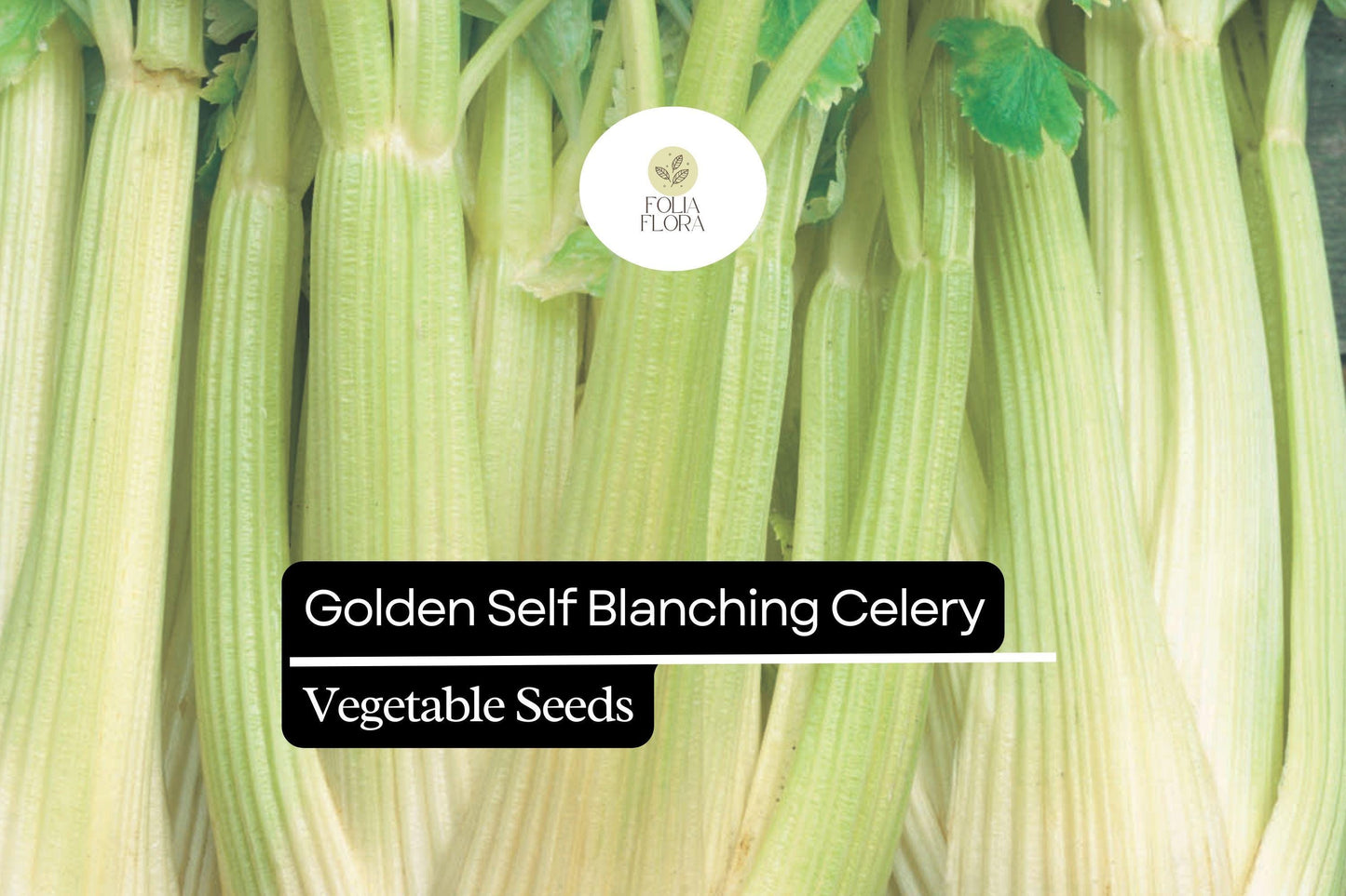 500 Seeds Golden Self-Blanching Celery (Apium graveolens) – Heirloom Variety for Tender, Mild Stalks