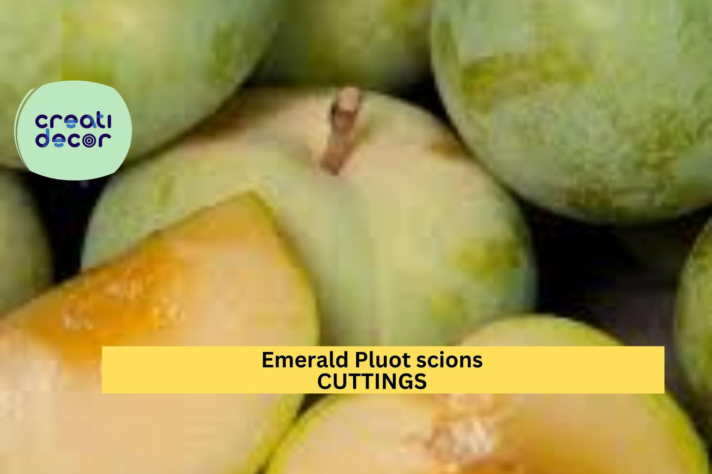 5 Emerald Pluot Scion Cuttings | Plum Apricot Hybrid | Unrooted Wood for Grafting | Sweet Fruit Tree Variety Starter
