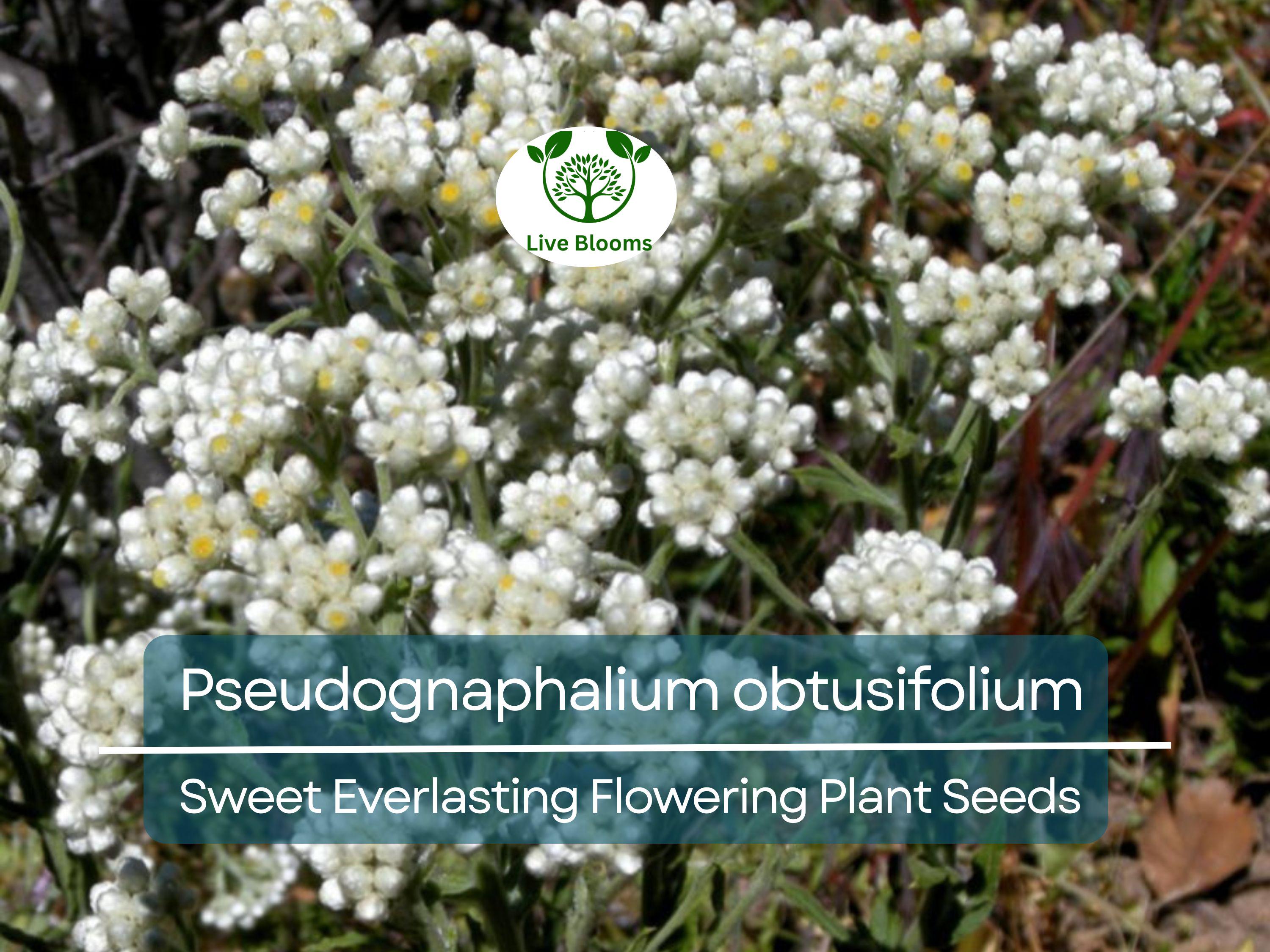 30 mg Seeds Pseudognaphalium obtusifolium – Sweet Everlasting Flowering Plant for Planting | Drought-Tolerant Wildflower Seeds