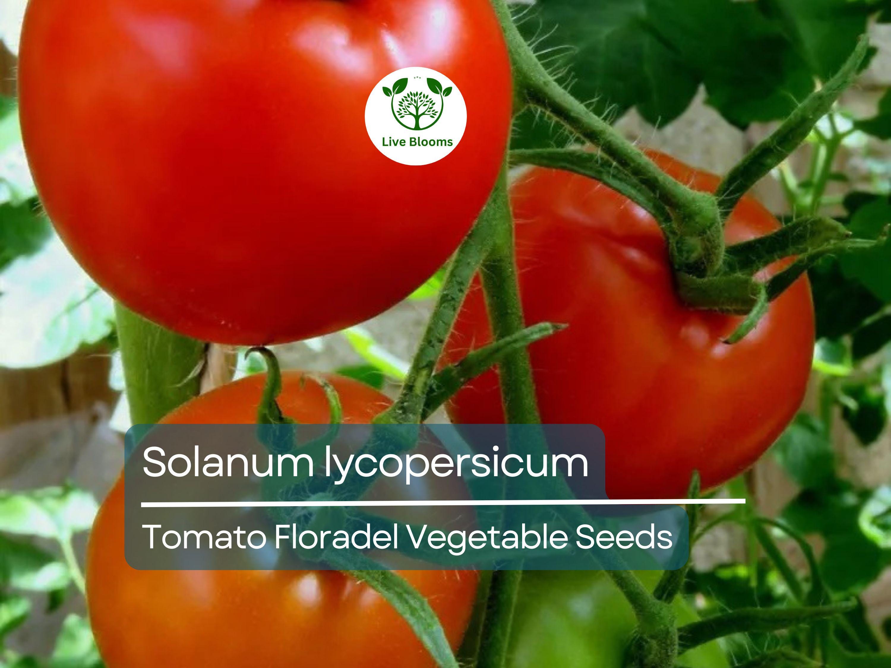 100 mg Floradel Tomato Seeds - Solanum lycopersicum | Heirloom Slicing Tomato for Planting, Gardening & Juicy Harvest