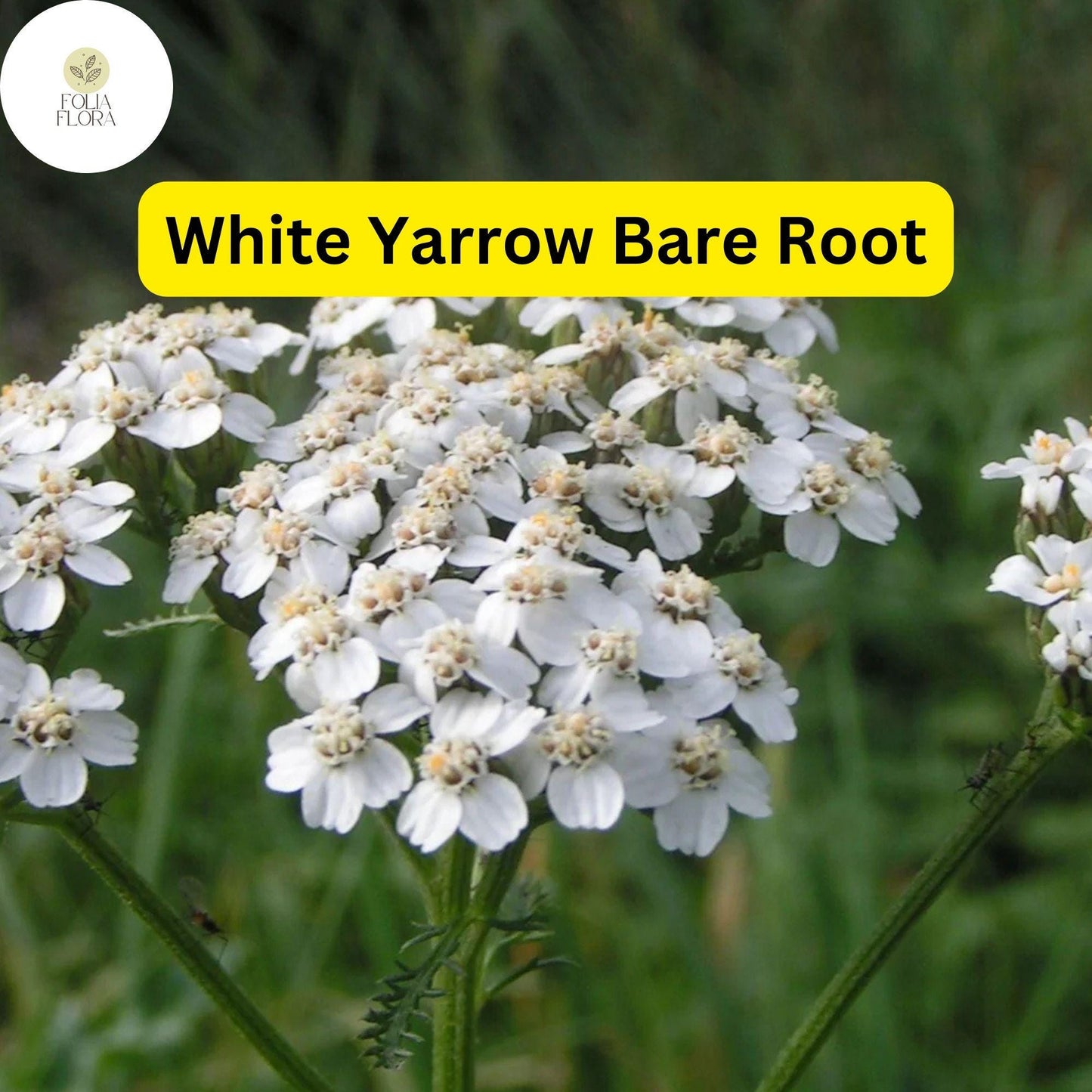 1 White Yarrow, Achillea millefolium, Perennial Bare Root Live Garden Plant