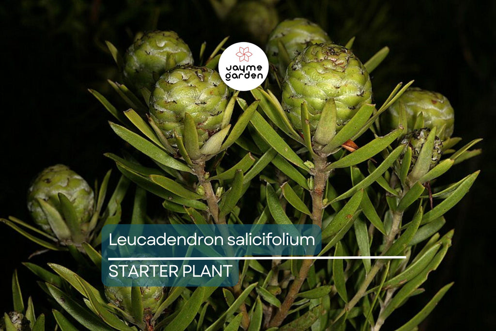 Leucadendron salicifolium Seedling 6+" Tall | Willow-Leaved Protea Plant | Rare South African Shrub | Ready to Transplant
