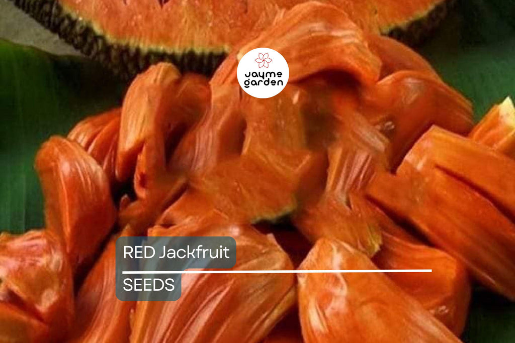 10 Fresh Red Jackfruit Seeds - Tropical Jack Fruit Tree Seeds - High Germination Rate, Ready to Grow