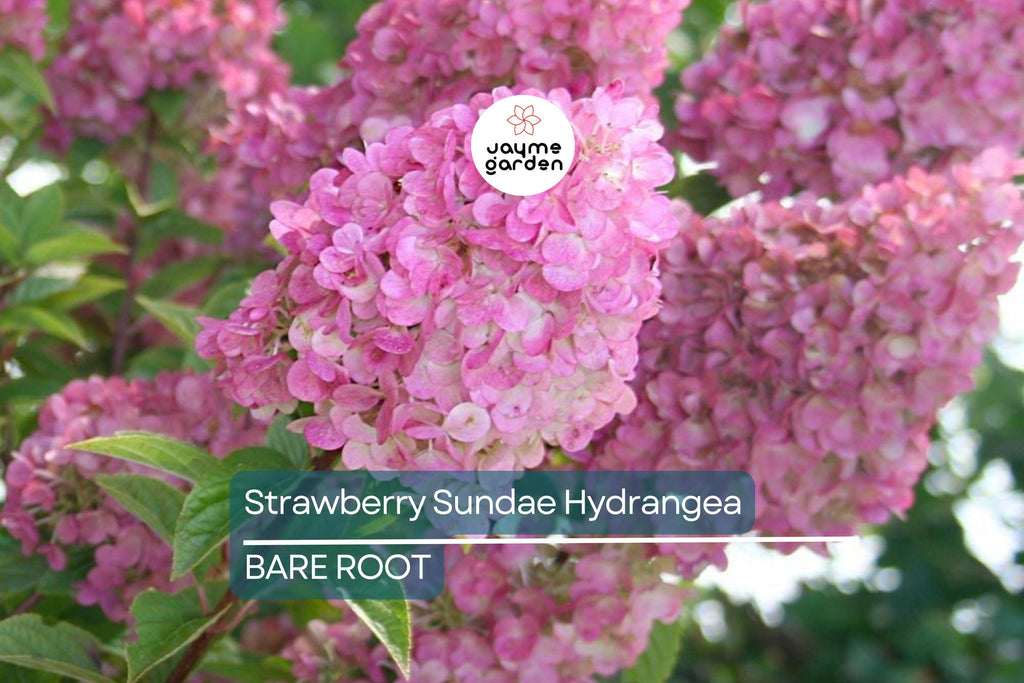 Strawberry Sundae Hydrangea | Live Plant | Bare Root | Stunning Pink & White Blooms | Zones 3-8 | Compact Flowering Shrub
