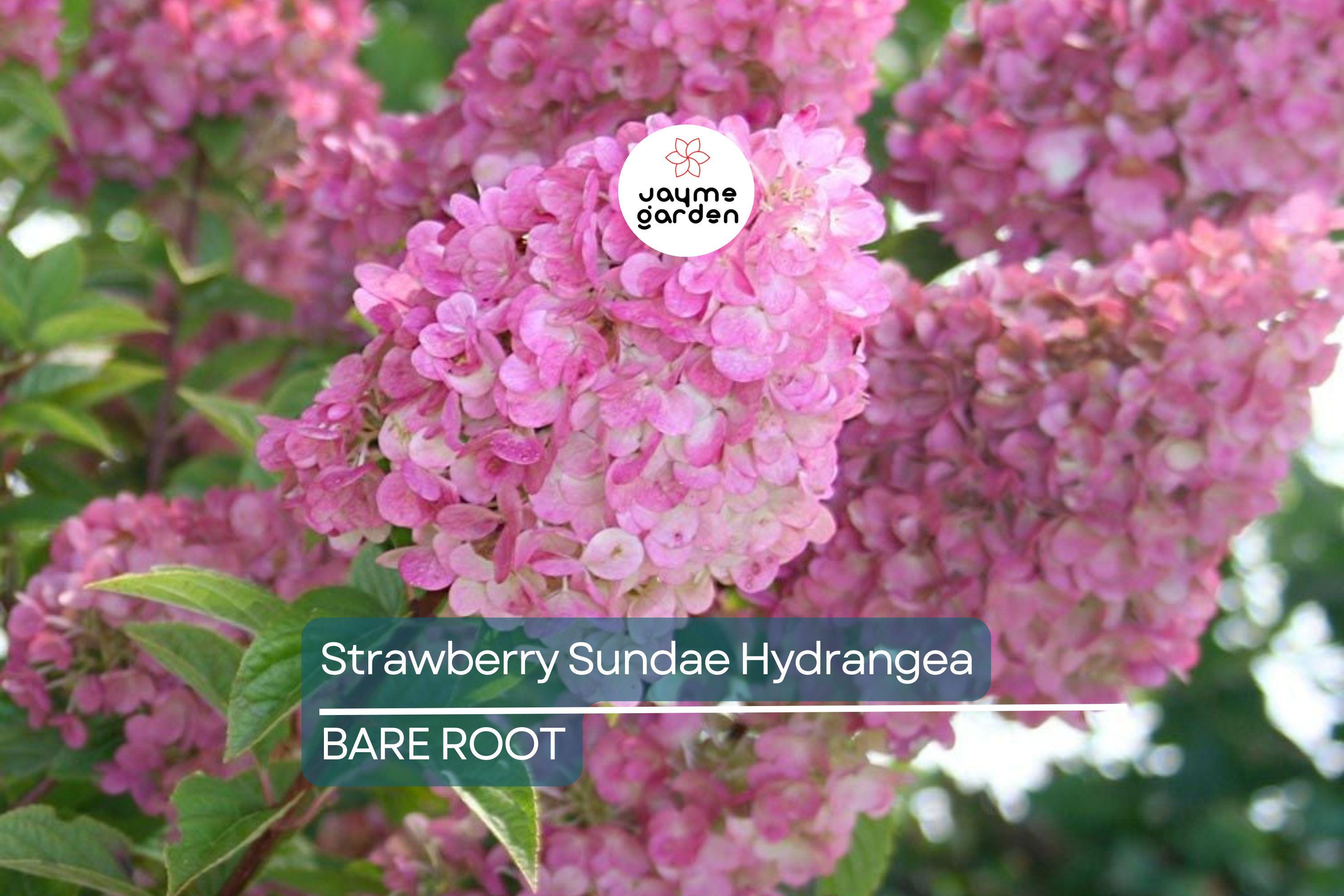Strawberry Sundae Hydrangea | Live Plant | Bare Root | Stunning Pink & White Blooms | Zones 3-8 | Compact Flowering Shrub