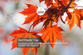 Red Maple Tree Seedlings - 8-12" Live Starter Trees for Planting, Hardy Shade Trees, Landscaping Favorites, Grown in the USA