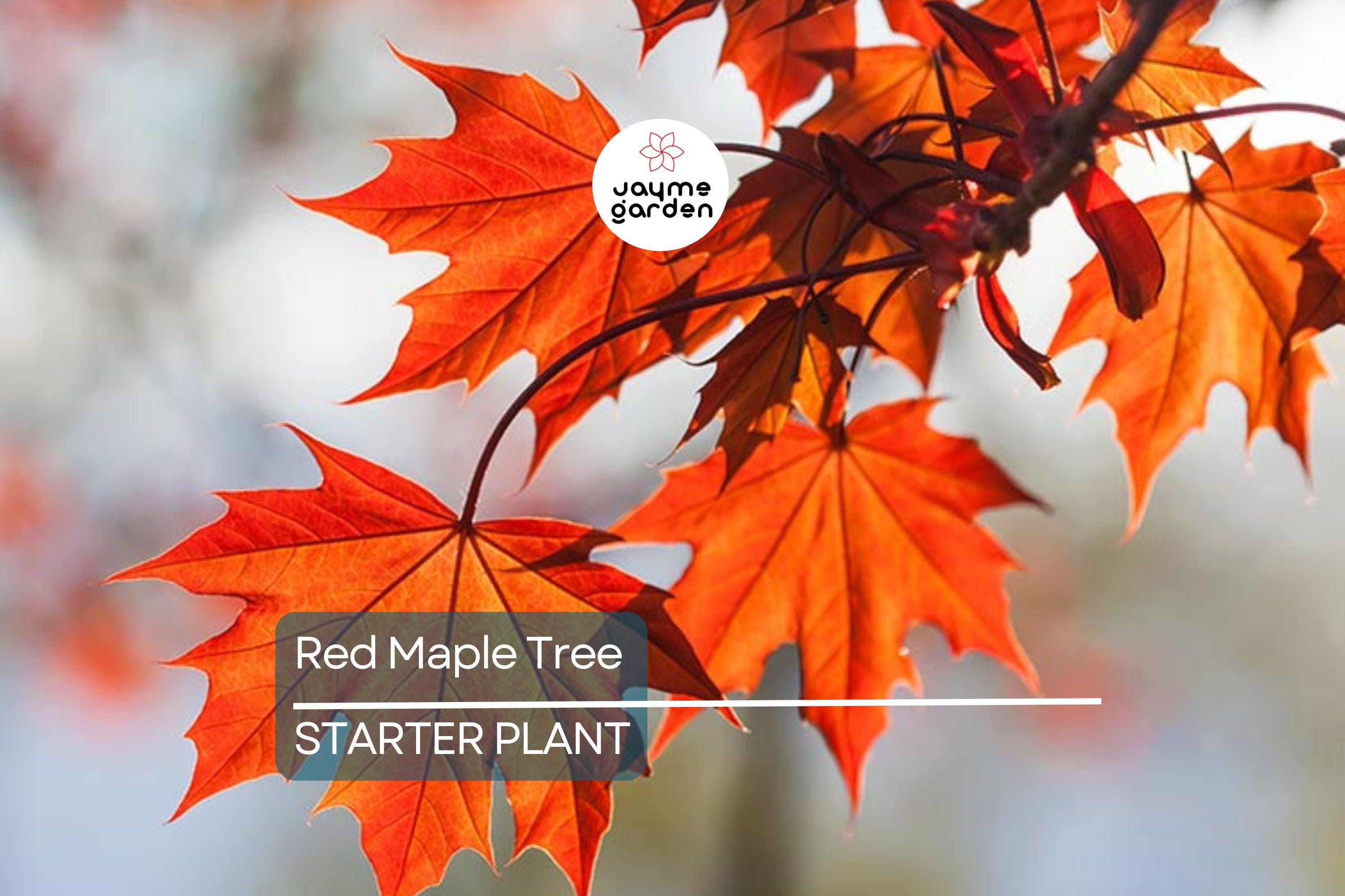 Red Maple Tree Seedlings - 8-12" Live Starter Trees for Planting, Hardy Shade Trees, Landscaping Favorites, Grown in the USA