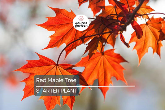 Red Maple Tree Seedlings - 8-12" Live Starter Trees for Planting, Hardy Shade Trees, Landscaping Favorites, Grown in the USA