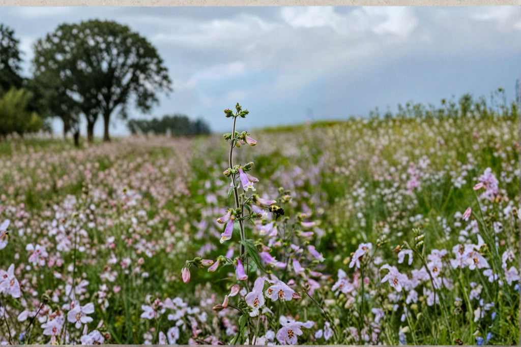 Hairy Beardtongue Seeds – Penstemon hirsutus | 100 Seeds | Native Wildflower for Pollinator & Woodland Gardens