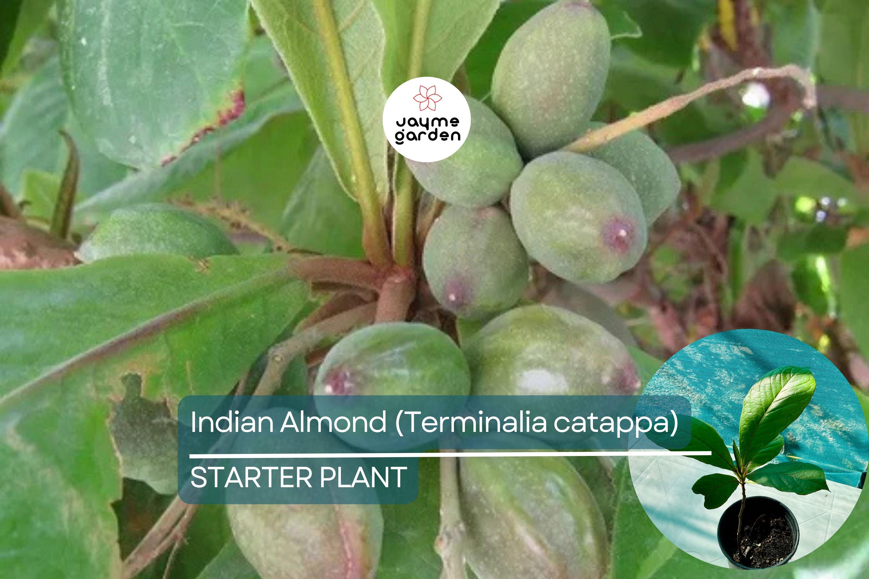 Indian Almond Tree 10" Tall - Live Terminalia catappa Nut Tree | Tropical Soft-Shell Edible Seed Tree for Shade & Coastal Landscaping