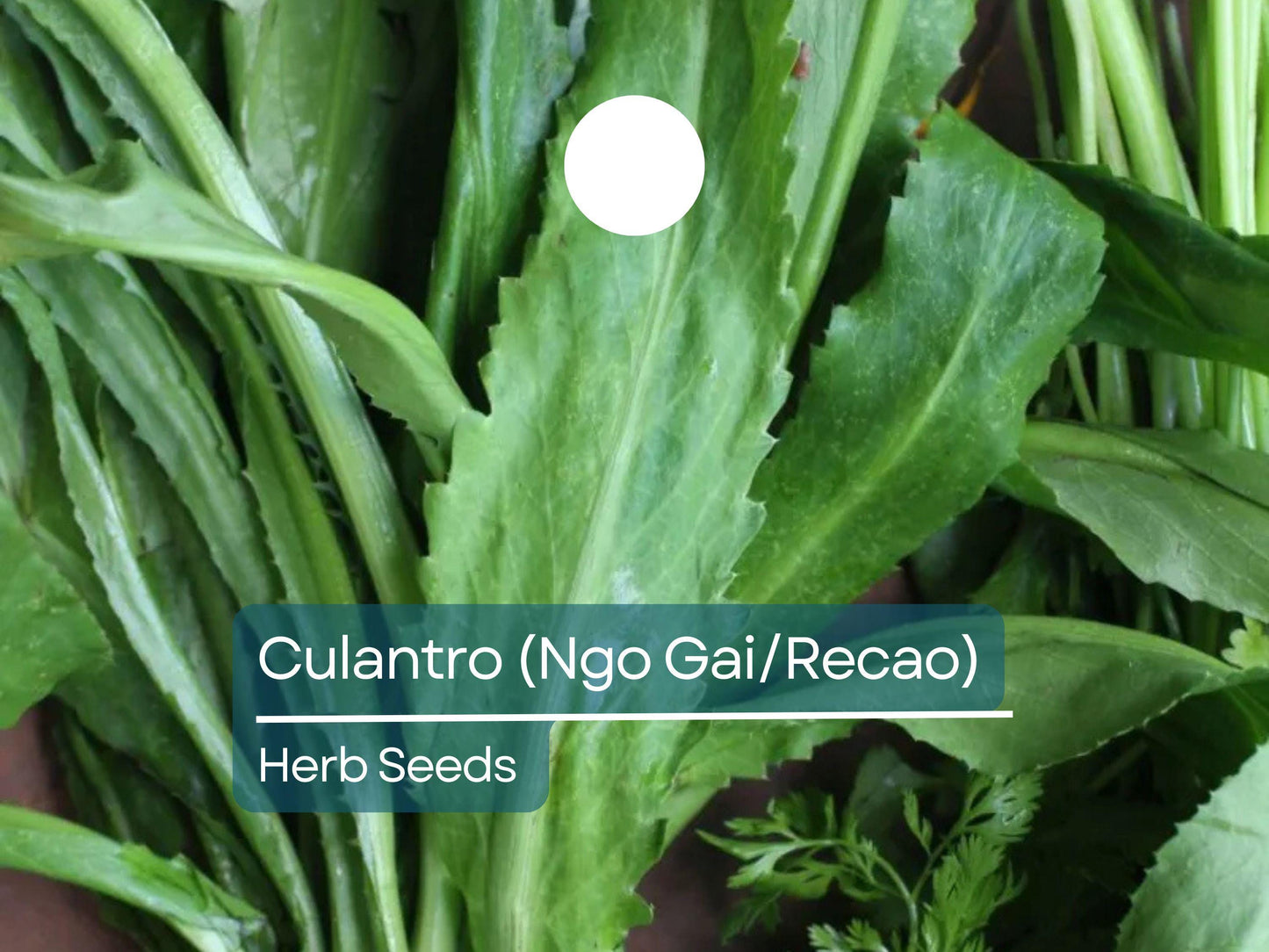 Culantro Ngo Gai Seeds for Planting (100mg) - Vietnamese Recao - Tropical Herb for Soups, Salads, & Culinary Dishes