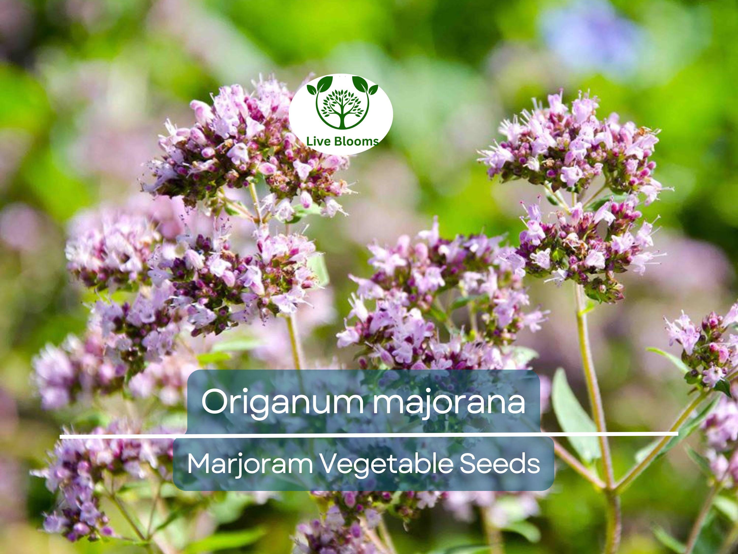 400 Seeds Marjoram (Origanum majorana) – Non-GMO, Aromatic Herb, Perfect for Garden & Culinary Use, Easy to Grow, Organic Herb Planting