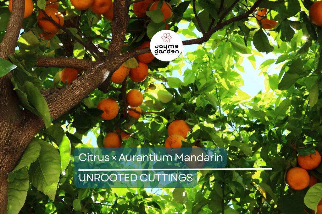 5 Unroot Cuttings Citrus × Aurantium Pixie Mandarin Orange Edible Sweet Fruit, Fast-Growing, USDA Zones 9-11, Organic