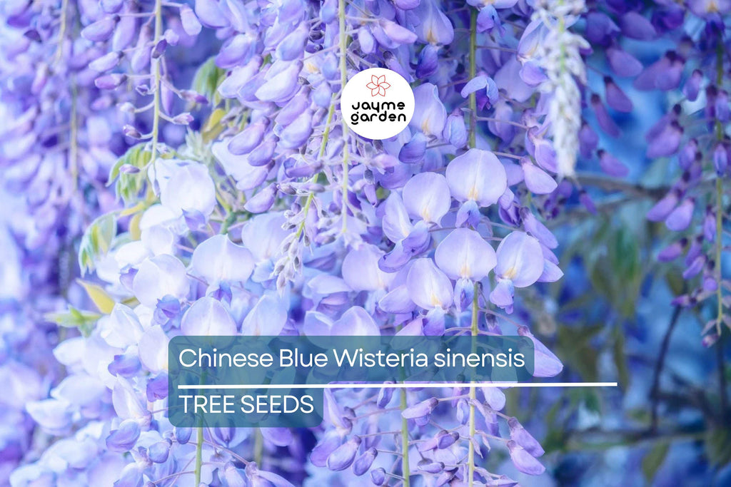 5 Chinese Blue Wisteria (Wisteria sinensis) Seeds - Fast-Growing Climbing Vine, Hardy Perennial