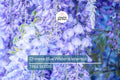 5 Chinese Blue Wisteria (Wisteria sinensis) Seeds - Fast-Growing Climbing Vine, Hardy Perennial