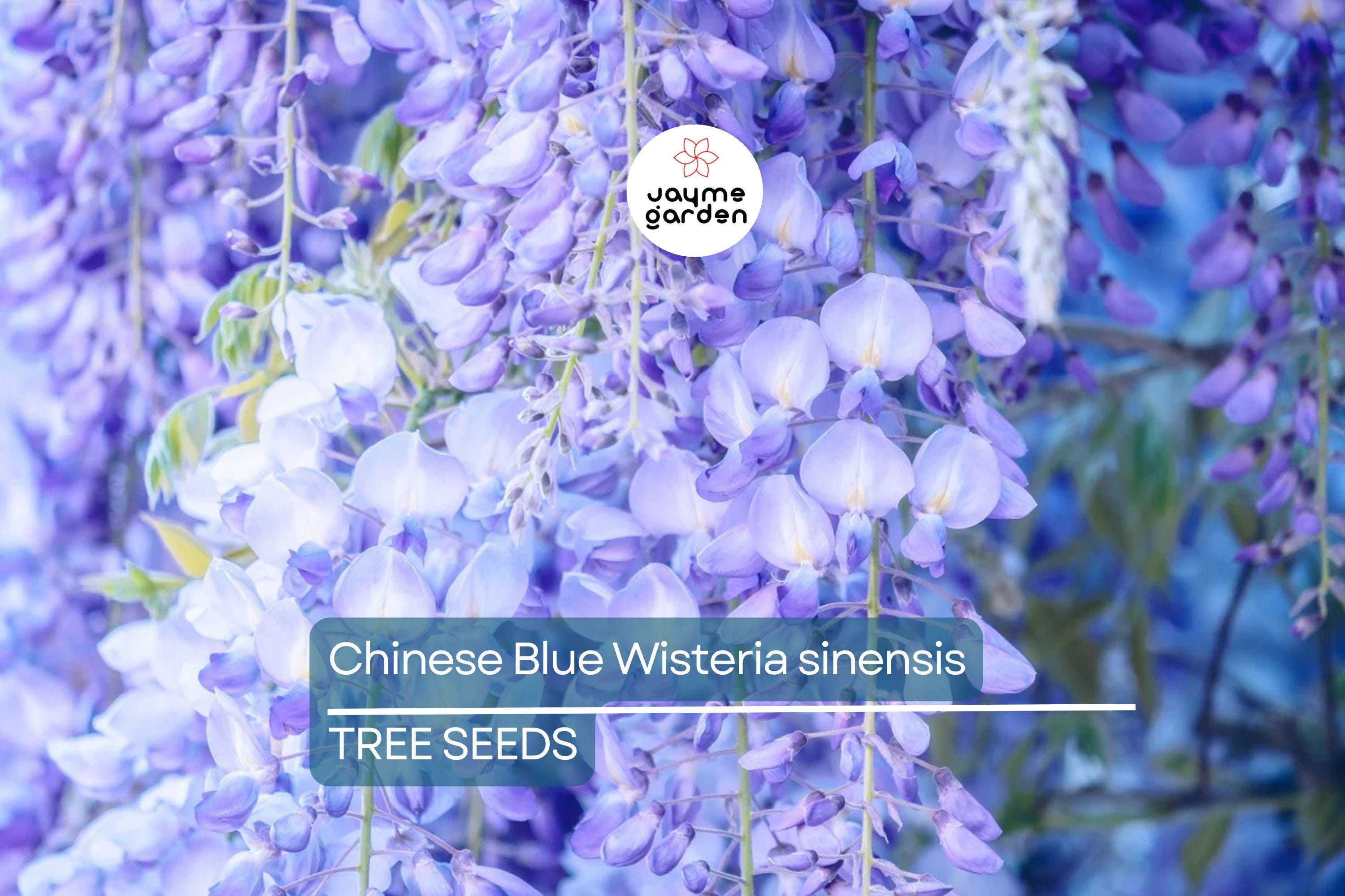 5 Chinese Blue Wisteria (Wisteria sinensis) Seeds - Fast-Growing Climbing Vine, Hardy Perennial