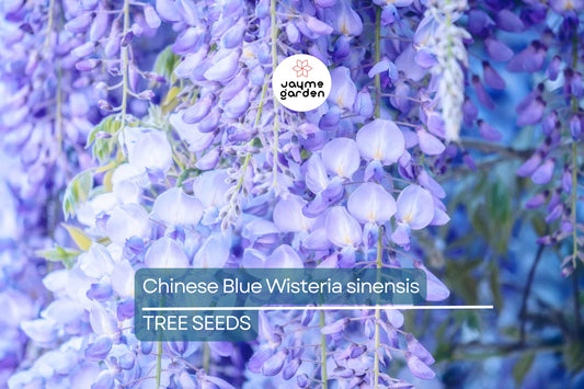 5 Chinese Blue Wisteria (Wisteria sinensis) Seeds - Fast-Growing Climbing Vine, Hardy Perennial