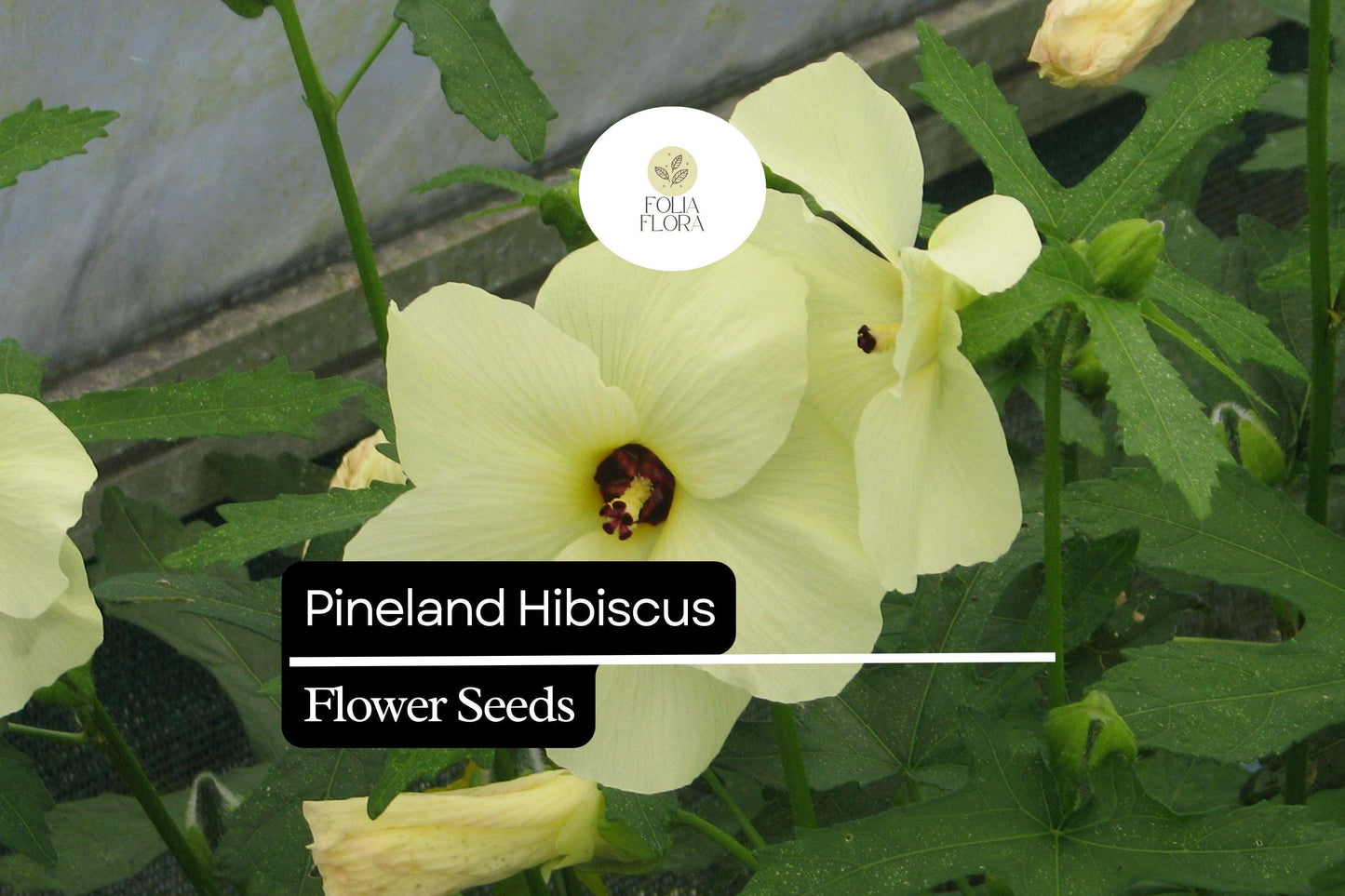 25 Seeds Pineland Hibiscus | Native Perennial, Yellow Wildflower, Pollinator-Friendly, Hardy Garden Plant
