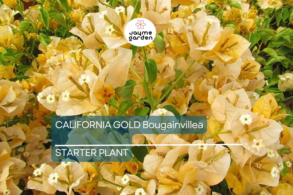 California Gold Bougainvillea Starter Plant - Well-Rooted Plug, Vibrant Golden Blooms, Evergreen Shrub, Light Watering, Full Sun