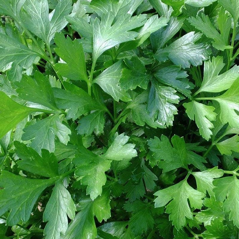 Set of 12 Herb Seeds – Basil, Dill, Parsley, Thyme, Lavender, Oregano, Cilantro & More – Perfect for Kitchen And Garden Planting – USA
