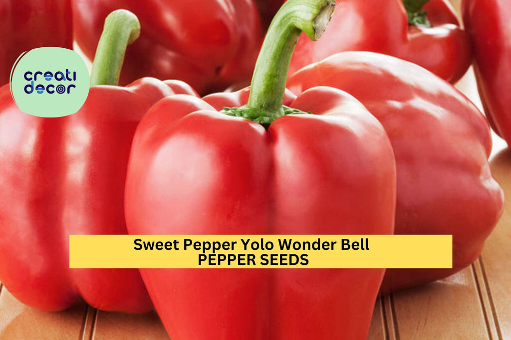 3pcs of 300mg Yolo Wonder Bell Pepper Seeds – Sweet, Blocky Green Peppers for Containers, Raised Beds, and Home Gardens Seeds for Planting