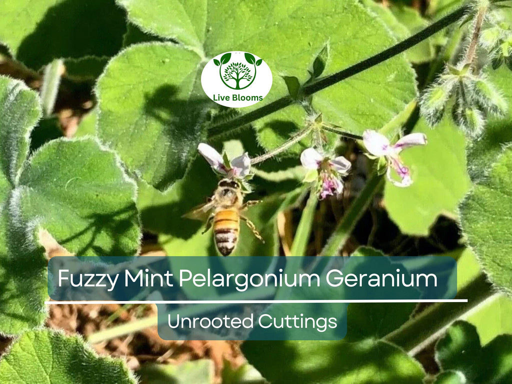 3 Rare Fuzzy Mint Scented Pelargonium Geranium Unrooted Cuttings 6" - Unique, Fragrant, Perfect for Planting & Propagation