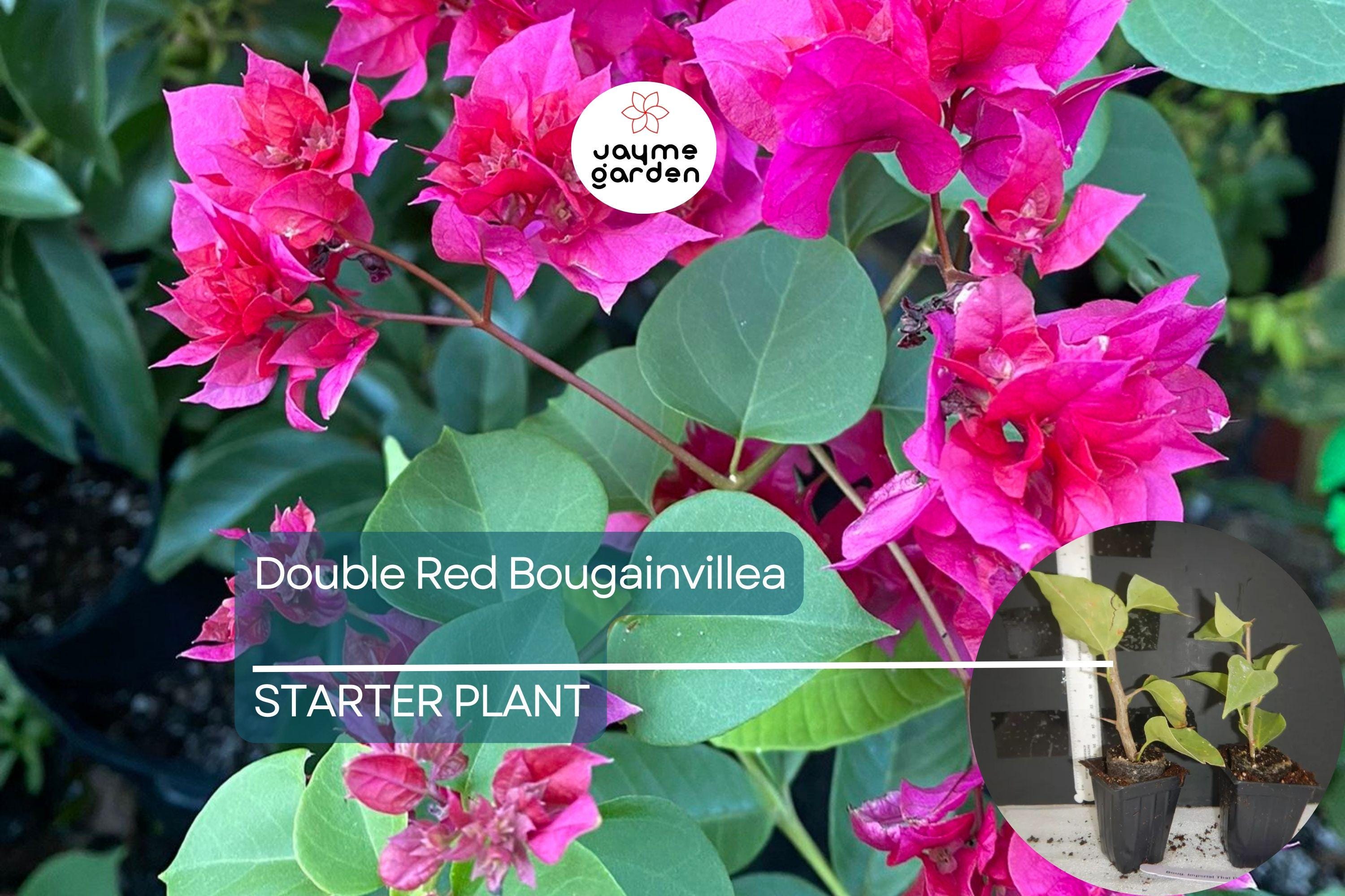 1 Double Red Bougainvillea | Live Starter Plant | Rare & Hard to Find | Well-Rooted | USA Grown | Hardy for Outdoor Gardens